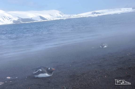 Pinguins parecem se esquentar no vapor da água vulcânica na praia de Deception Island, na Antártida
